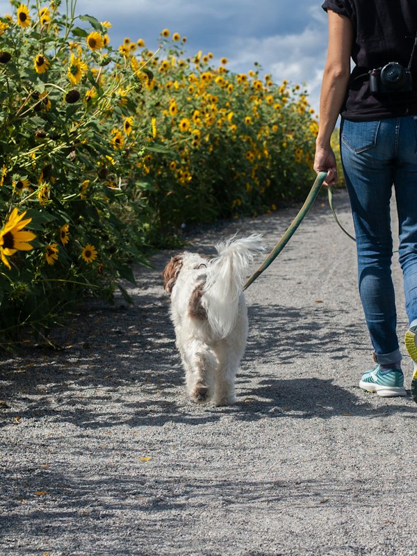 A man walking a white dog down a road